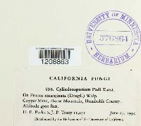 Cylindrosporium padi image