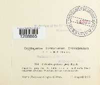 Cylindrosporium padi image