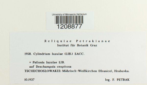 Cylindrium luzulae image