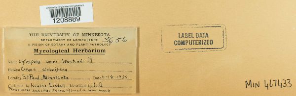 Cytospora corni image