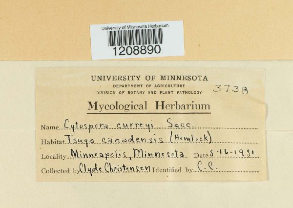 Phoma insidiosa image