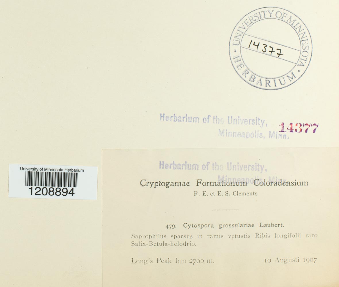 Cytospora grossulariae image