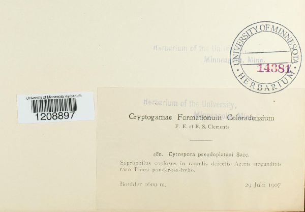 Cytospora pseudoplatani image