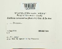 Daldinia concentrica image