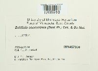 Daldinia concentrica image