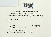 Daldinia concentrica image