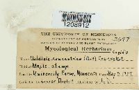 Daldinia concentrica image