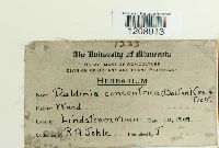 Daldinia concentrica image