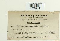 Daldinia concentrica image