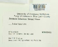 Daldinia concentrica image