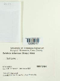 Daldinia concentrica image