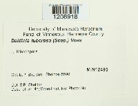 Daldinia concentrica image