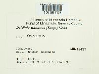 Daldinia concentrica image