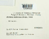 Daldinia concentrica image