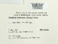 Daldinia concentrica image