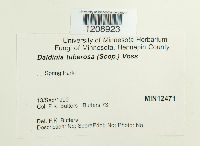 Daldinia concentrica image