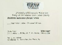 Daldinia concentrica image