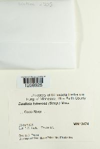 Daldinia concentrica image