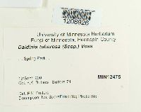 Daldinia concentrica image