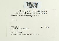 Daldinia concentrica image