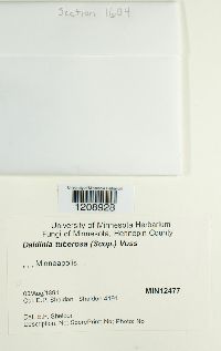 Daldinia concentrica image