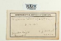 Daldinia concentrica image