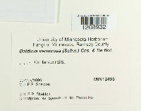 Daldinia vernicosa image