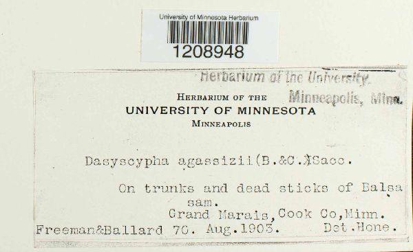 Dasyscyphus agassizii image