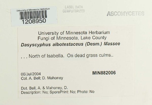 Albotricha albotestacea image