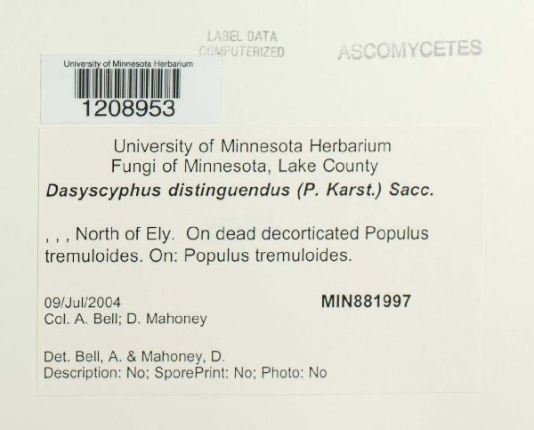 Lachnum distinguendum image