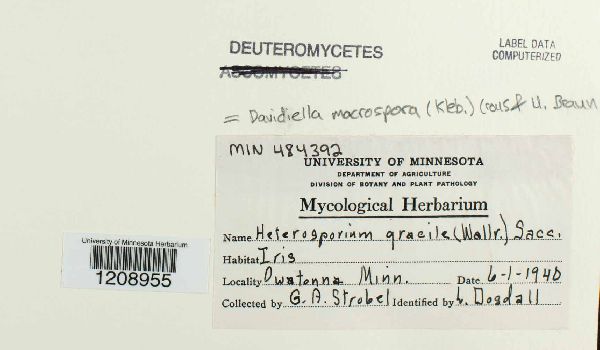 Davidiella macrospora image
