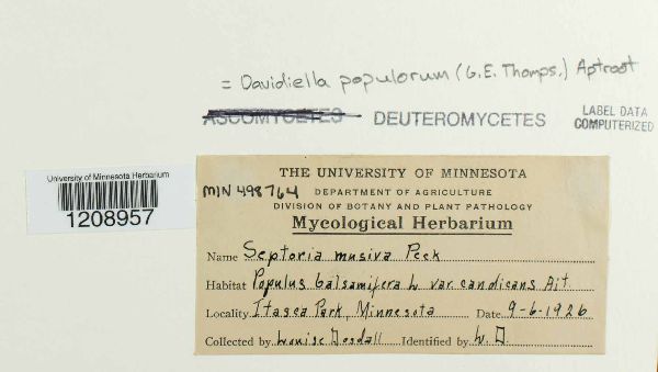 Davidiella populorum image