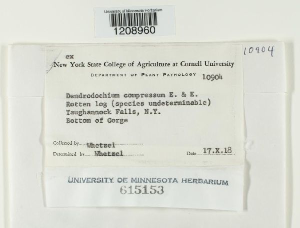 Leucogloea compressa image