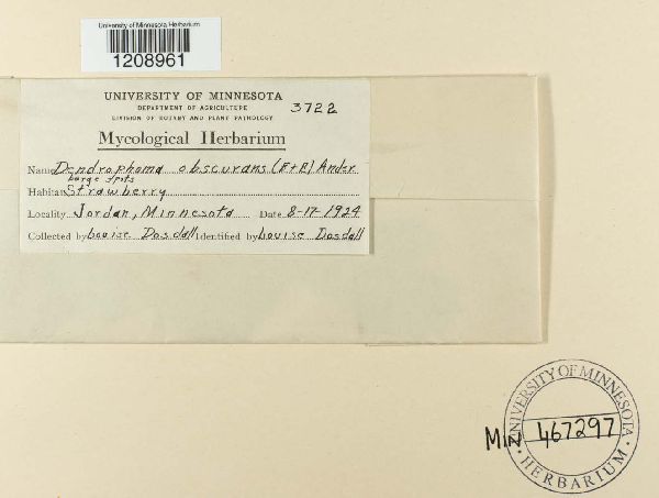 Dendrophoma obscurans image