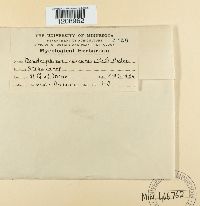 Dendrophoma obscurans image