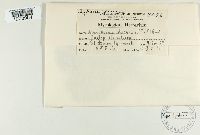 Dendrophoma obscurans image