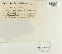 Dendrophoma obscurans image