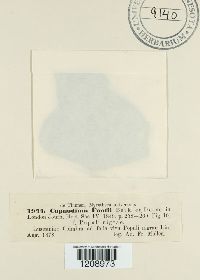 Dennisiella babingtonii image