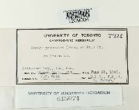 Dermea prunastri image