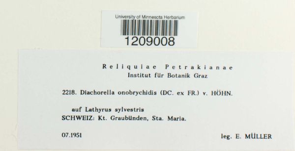 Diachora onobrychidis image