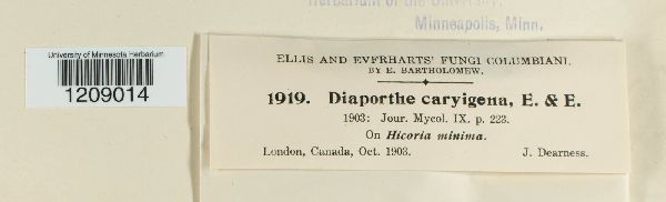 Diaporthe caryigena image