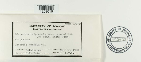 Amphiporthe leiphaemia image