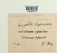 Amphiporthe leiphaemia image