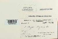 Diatrype stigma image