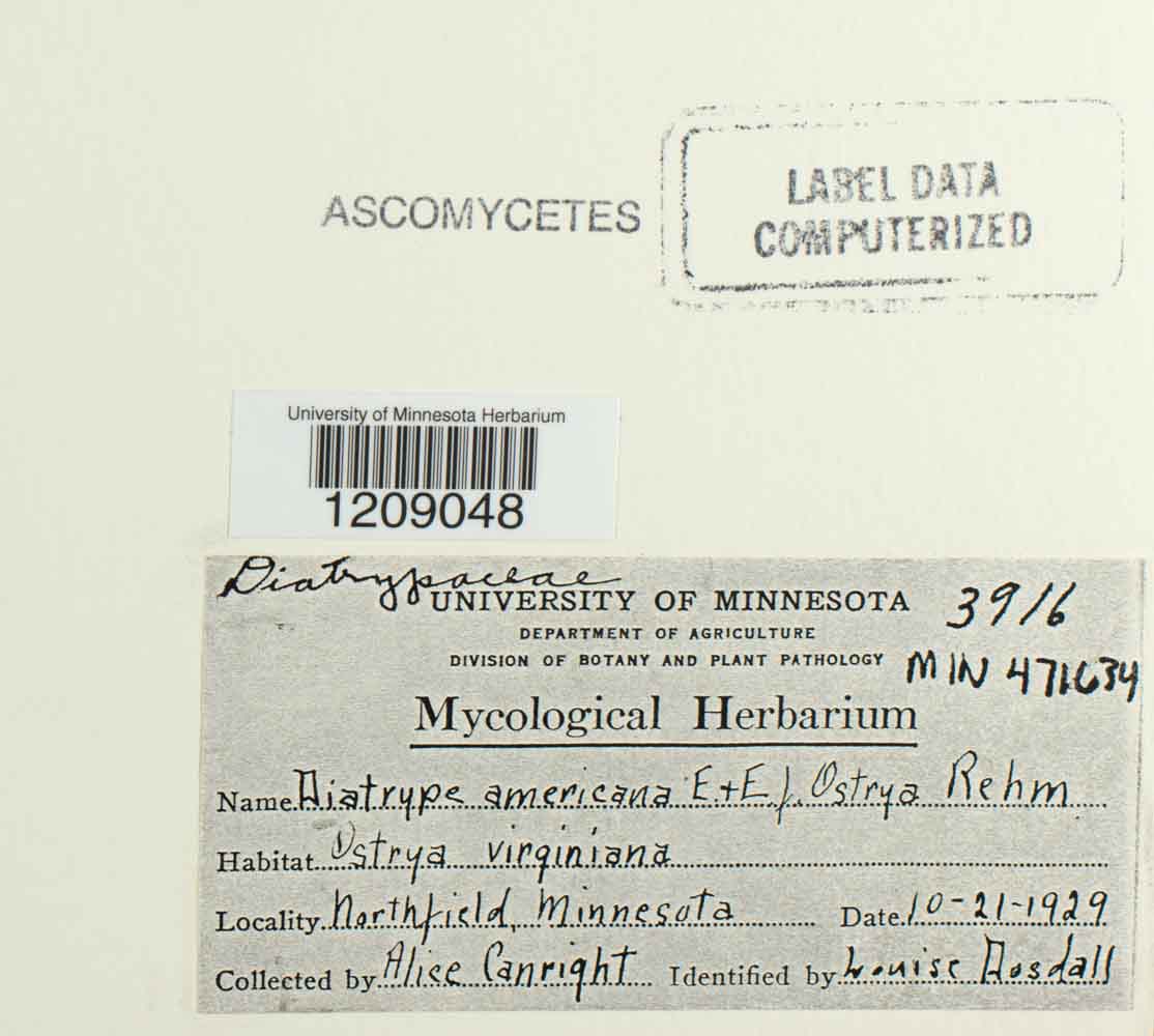 Diatrype americana image