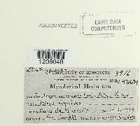 Media resource of Diatrype americana