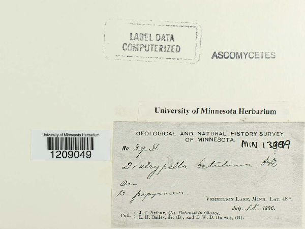 Diatrypella betulina image