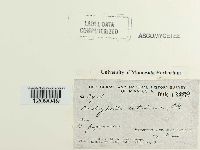 Media resource of Diatrypella betulina