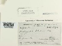 Diatrypella betulina image