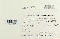 Diatrypella favacea image